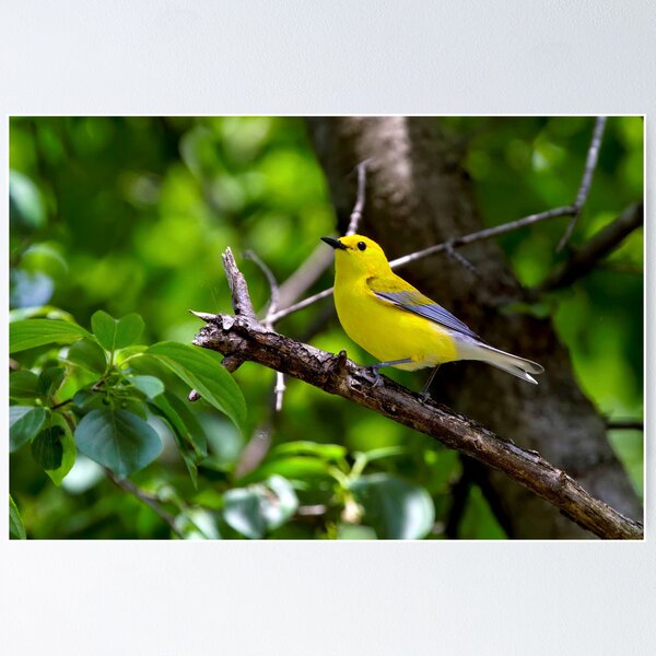 Artikelvorschau, Prothonotary Warbler entworfen und verkauft von John Absher.