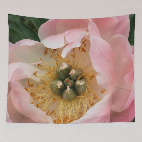 Item preview, Open Peony designed and sold by Susie Kramer.