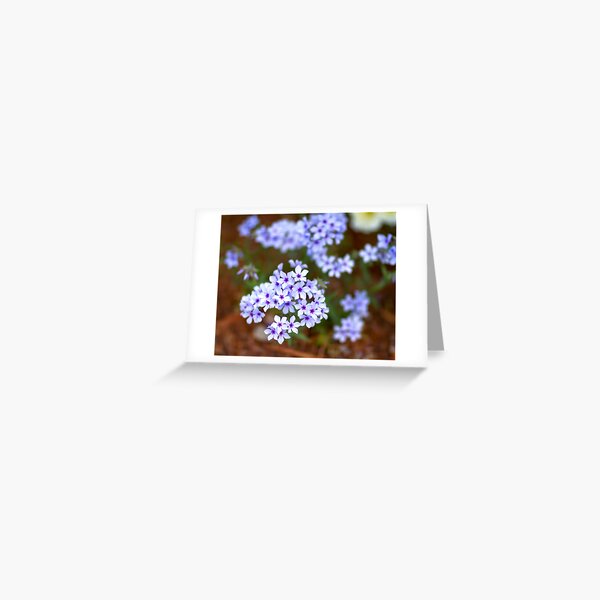 Star Flowers Greeting Card