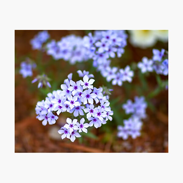 Star Flowers Photographic Print