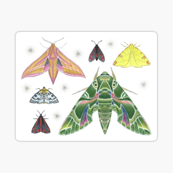 Item preview, British Moths designed and sold by RieDesigned.