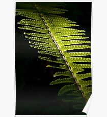 Light in the Forest: Fern Poster