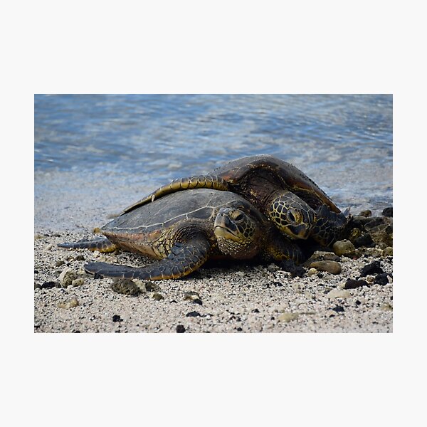 Item preview, Two Turtles Snuggling on the Beach designed and sold by photosbypamela.