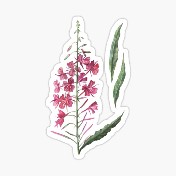 Item preview, Watercolor Wildflower Fireweed designed and sold by Anna  Yudina.