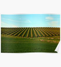 Field with patterns Poster