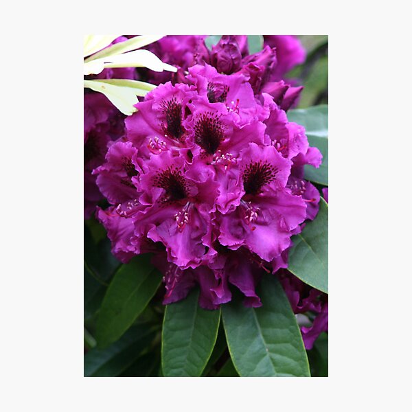 Item preview, Favorite Rhodie designed and sold by Lorrie Davis.