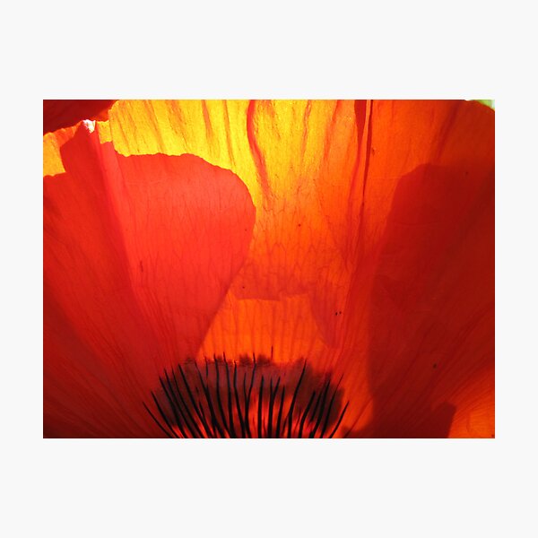 Growing into Light - Mayne Island, BC Photographic Print