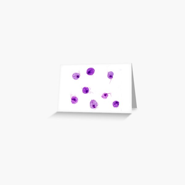 Trichomonas vaginalis Greeting Card