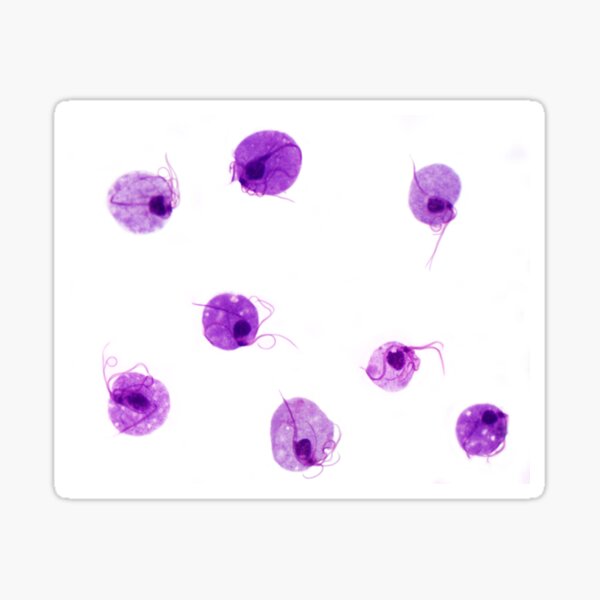Trichomonas vaginalis Sticker