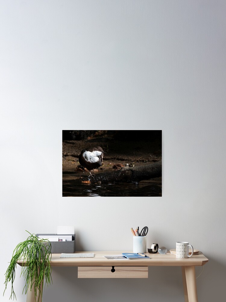 Thumbnail 2 of 3, Poster, Dipper designed and sold by NATURELENS.