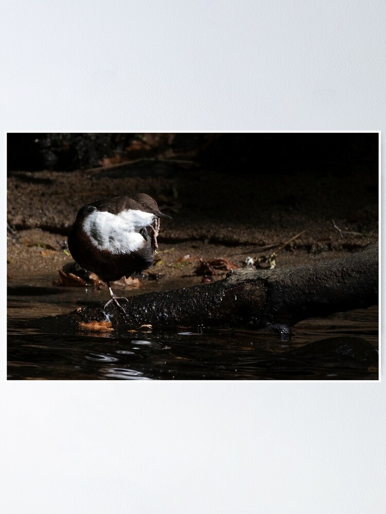 Thumbnail 1 of 3, Poster, Dipper designed and sold by NATURELENS.