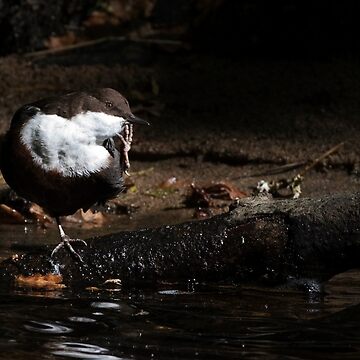 Artwork thumbnail, Dipper by Neil Bygrave (NATURELENS)