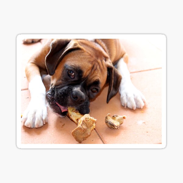 Mine All Mine ~ Boxer Dog Series Sticker