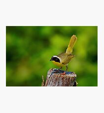 Male Common Yellow Throated Warbler Photographic Print