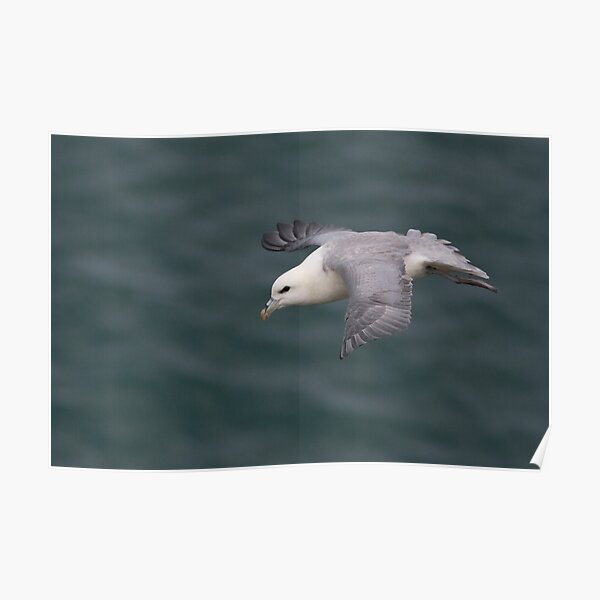 Fulmar Poster