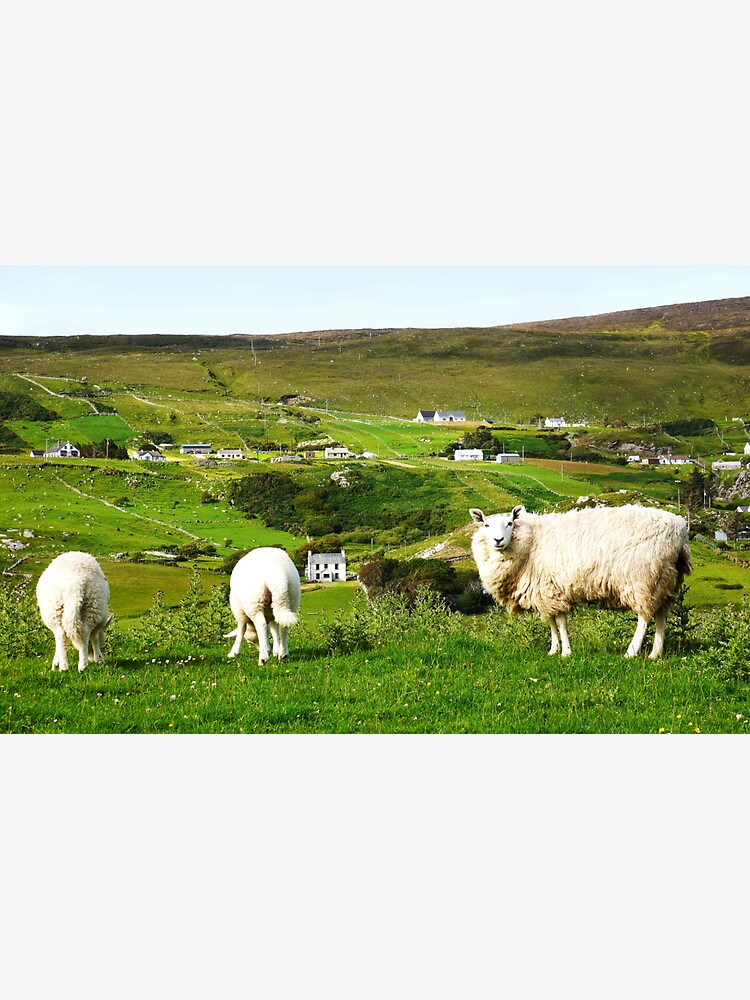 "Sheep of Glencolmcille County Donegal" Sticker for Sale by Moments