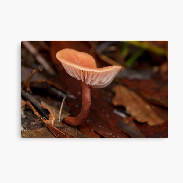 Mushroom Canvas Print