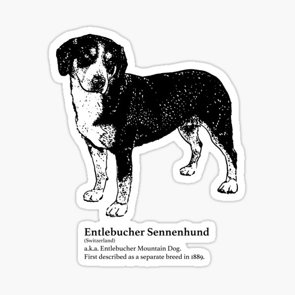 Entlebucher Sennenhund Sticker