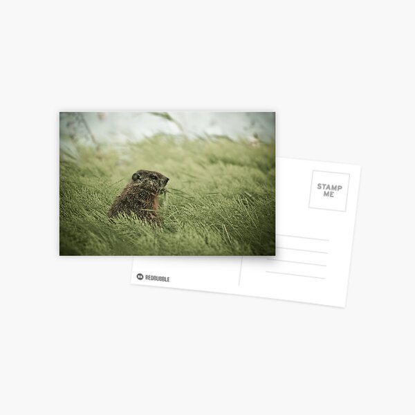 freedom Postcard