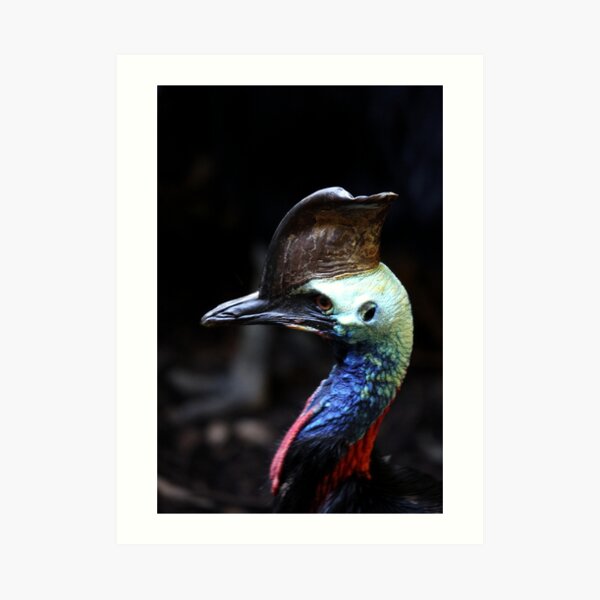 Cassowary Art Print