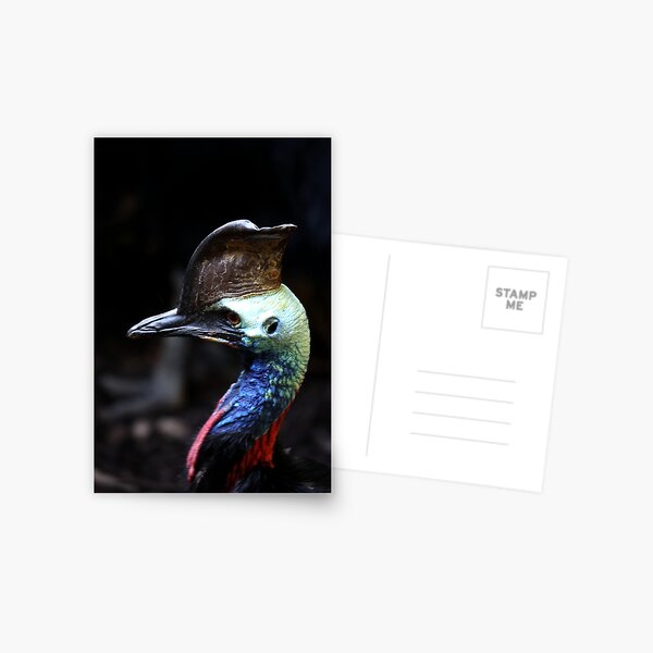 Cassowary Postcard