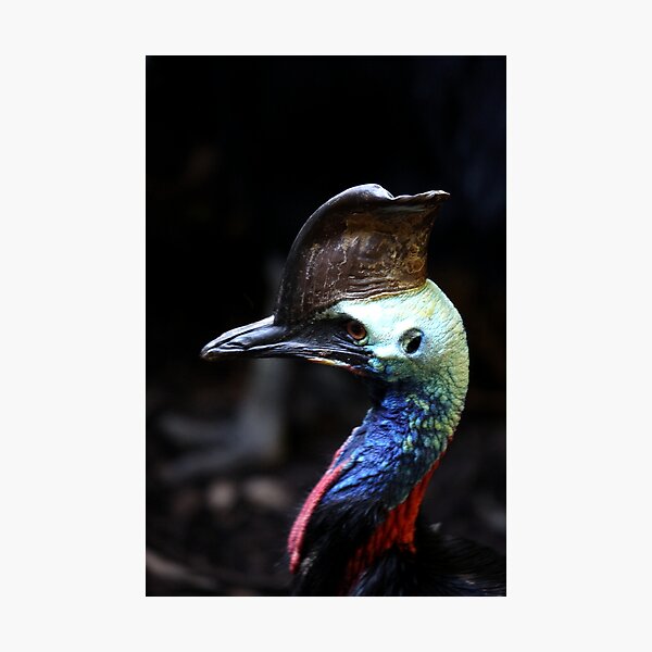 Cassowary Photographic Print