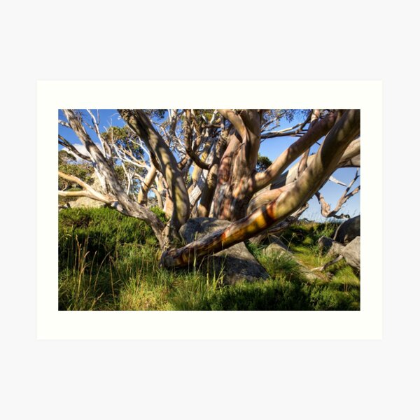 Snow Gum in Summer, Charlotte Pass, NSW, Australia Art Print