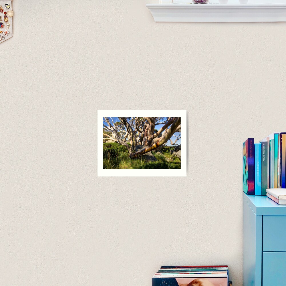 Snow Gum in Summer, Charlotte Pass, NSW, Australia Art Print