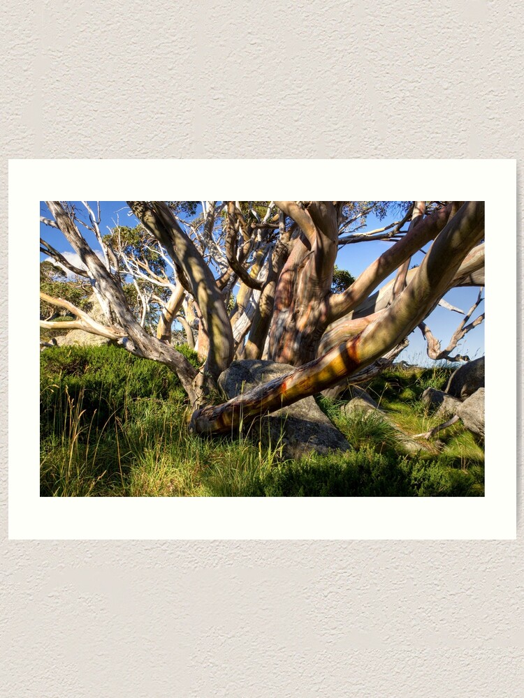 Alternate view of Snow Gum in Summer, Charlotte Pass, NSW, Australia Art Print