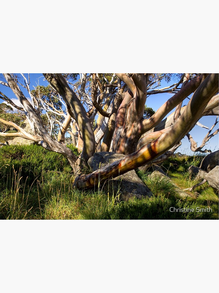 Snow Gum in Summer, Charlotte Pass, NSW, Australia by ChristineJayne