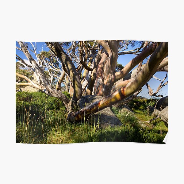 Snow Gum in Summer, Charlotte Pass, NSW, Australia Poster