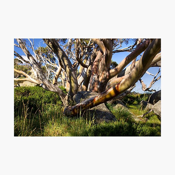 Item preview, Snow Gum in Summer, Charlotte Pass, NSW, Australia designed and sold by ChristineJayne.