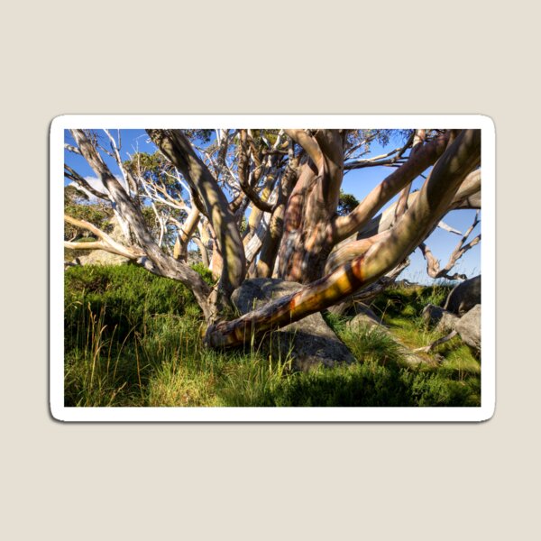 Snow Gum in Summer, Charlotte Pass, NSW, Australia Magnet