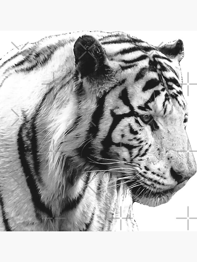 "White Bengal Tiger" Poster by Dalyn | Redbubble