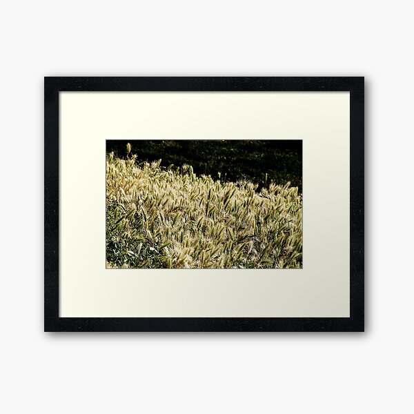 sundrenched Framed Art Print