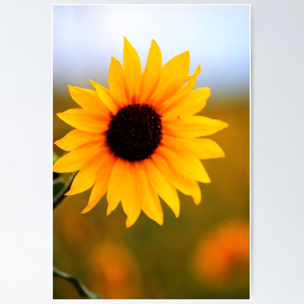 Smiling Sunflower Poster