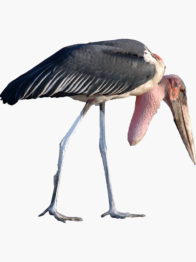 Marabou stork African Bird Africa Sticker for Sale by worldways