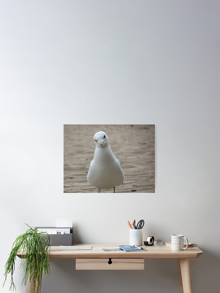 Thumbnail 2 of 3, Poster, Seagul designed and sold by hogger88.