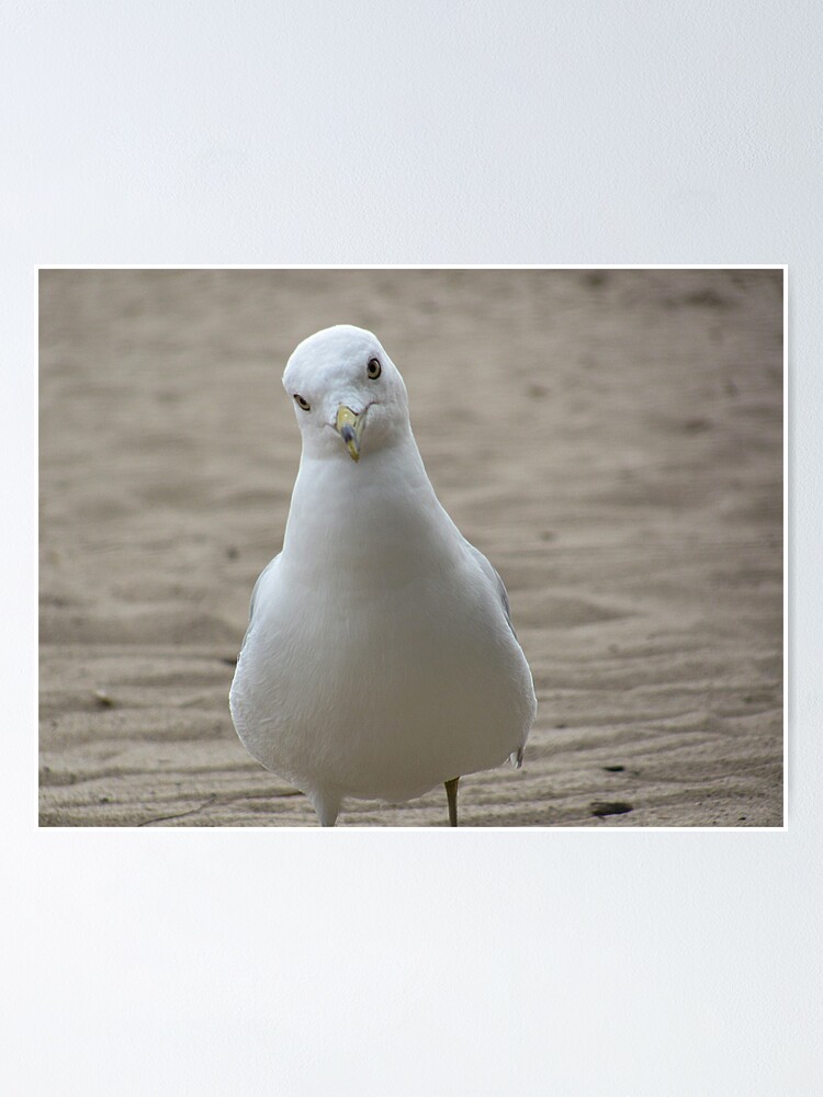 Thumbnail 1 of 3, Poster, Seagul designed and sold by hogger88.