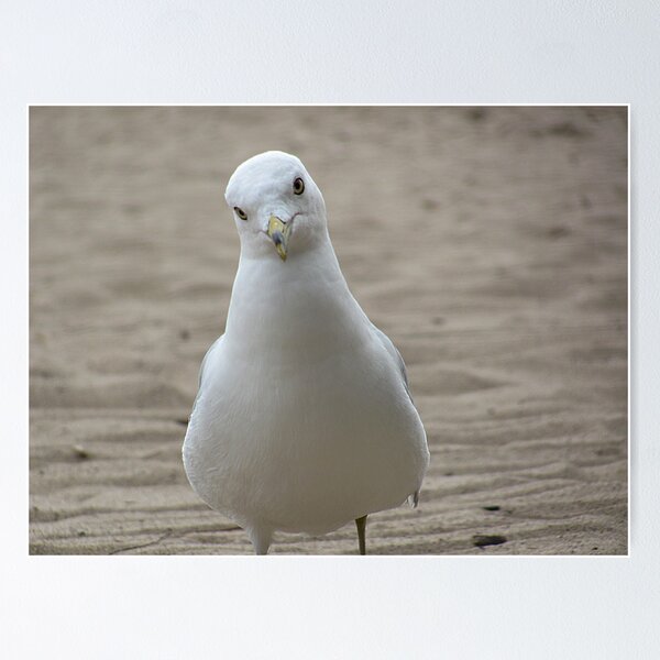 Item preview, Seagul designed and sold by Scott Hogg.