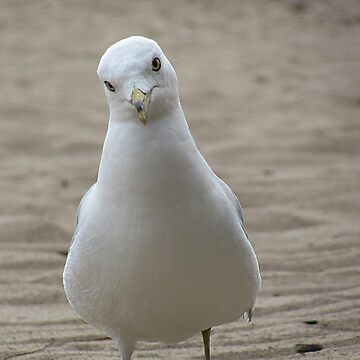 Artwork thumbnail, Seagul by Scott Hogg
