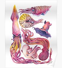 Cephalopods Poster