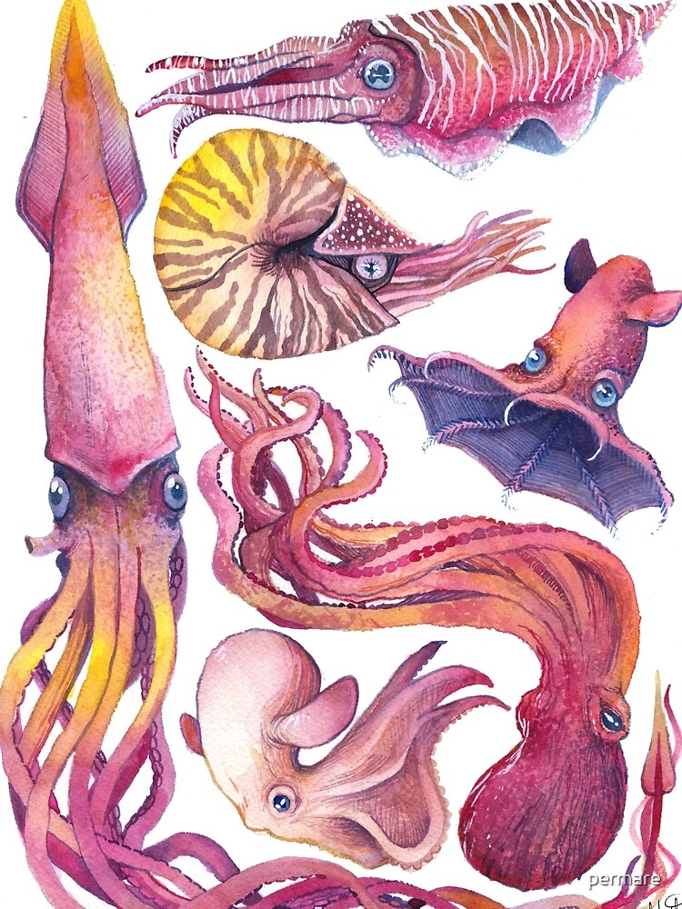 Cephalopods by permare
