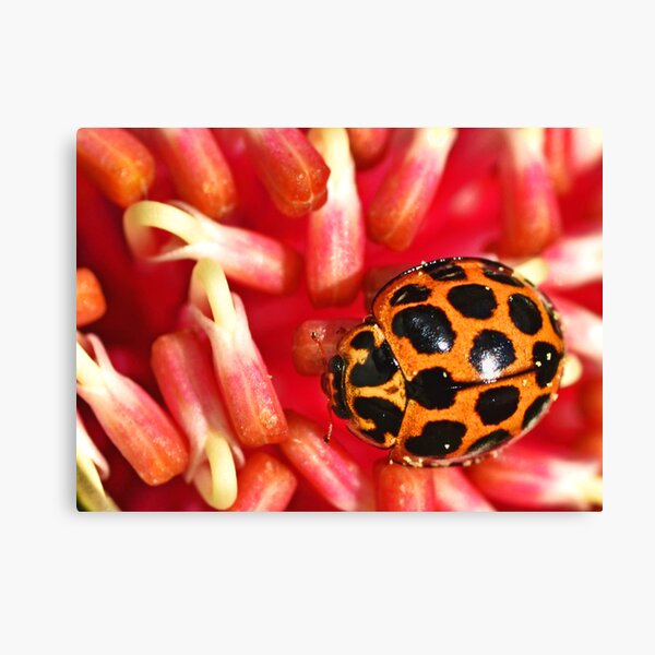 Ladybird lost Canvas Print