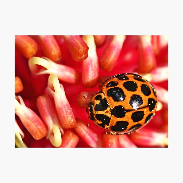 Ladybird lost Photographic Print