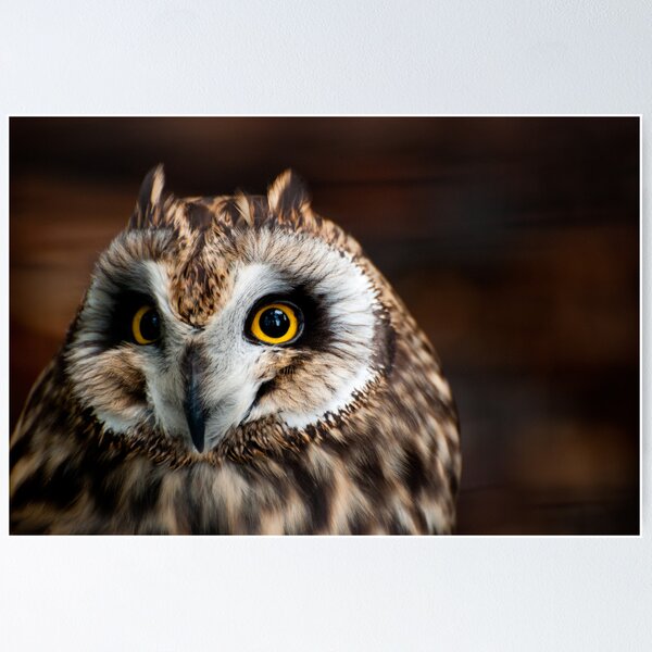 Item preview, Short-eared Owl designed and sold by Sam Scholes.