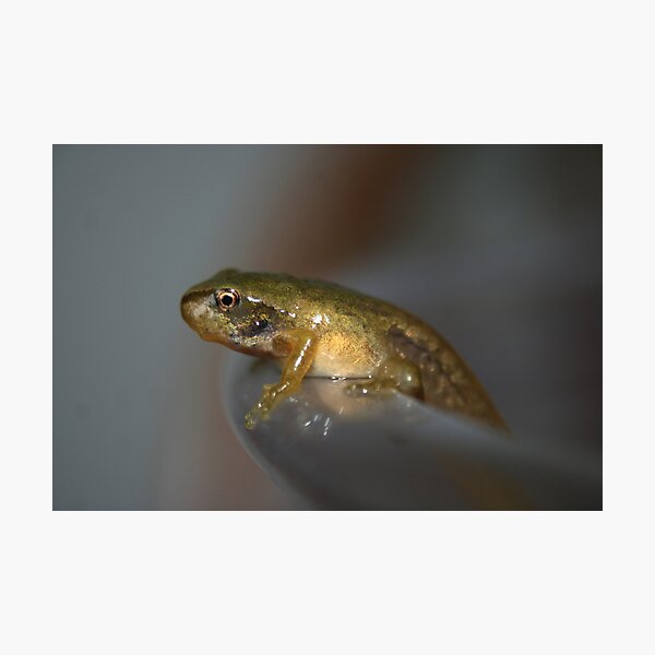 Item preview, Tadpole Frog designed and sold by SKNickel.