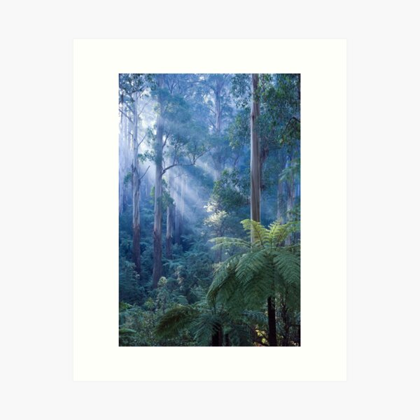 Item preview, Tree ferns basking in evening light designed and sold by Steven  Sandner.