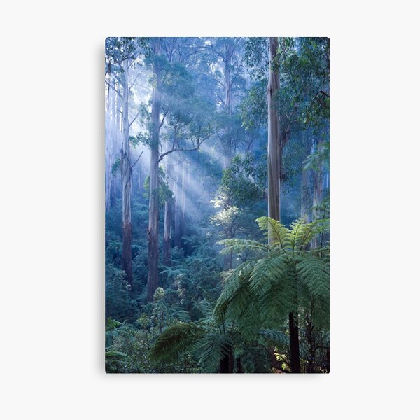 Item preview, Tree ferns basking in evening light designed and sold by Steven  Sandner.