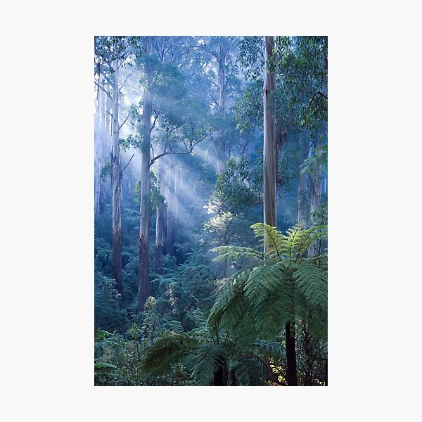 Tree ferns basking in evening light Photographic Print